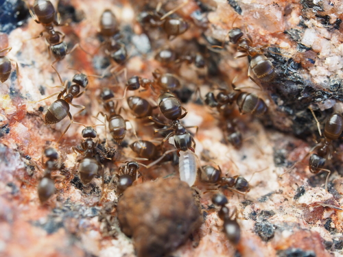 Lasius piliferusLasius piliferus