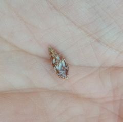 Mitrella scripta