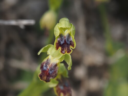 Image of Ophrys bilunulata by (c) Louis Aureglia, some rights reserved (CC BY)