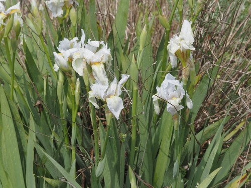 Iris Albicans (Iris florentina)