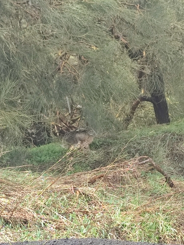 Apennine Hare, Catania, Sicily, IT, photo 2 of 10