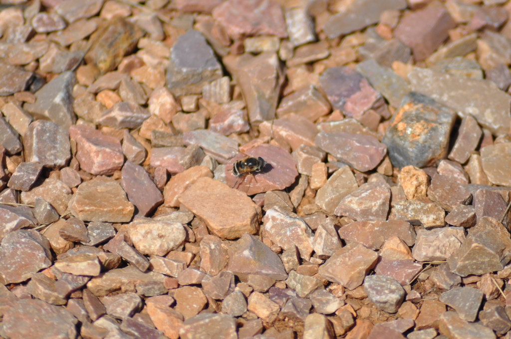 Orange-spined Drone Fly