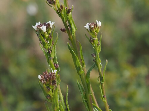 Image of Arabis hirsuta by (c) Louis Aureglia, some rights reserved (CC BY)