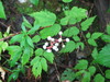 White-fruited White Baneberry - Photo (c) Chris Hoess, some rights reserved (CC BY-SA)