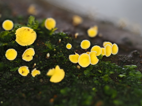 Haarbecherchen