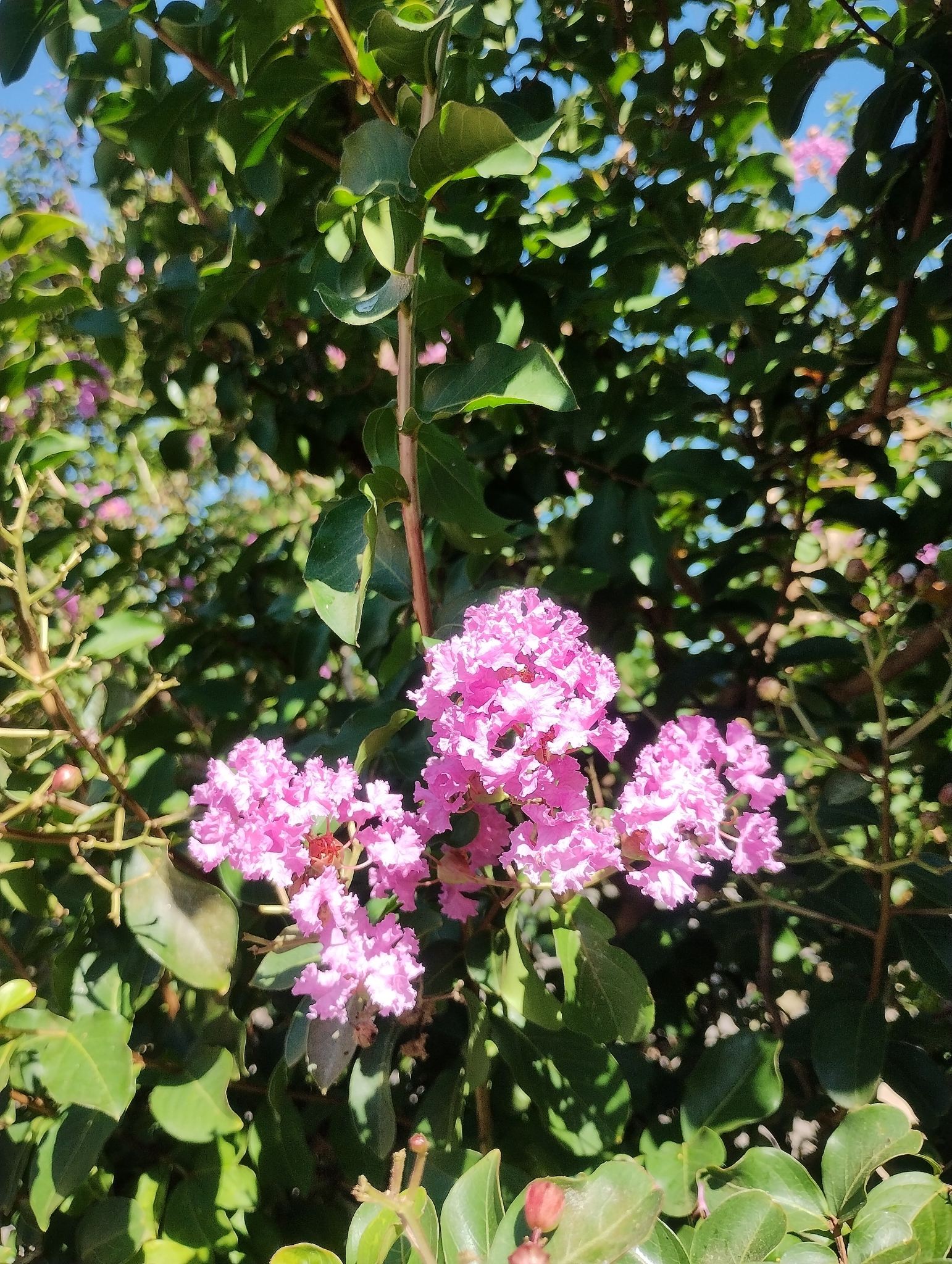 Lagerstroemia indica