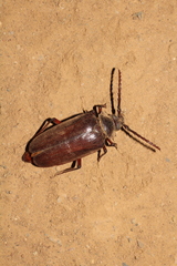 Prionus californicus
