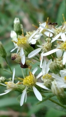 Phymata