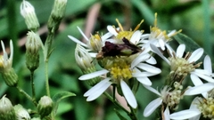 Phymata