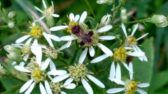 Phymata