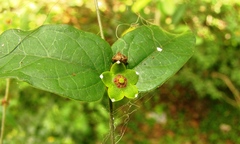 Matelea pusilliflora