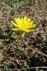 Leontodon biscutellifolius