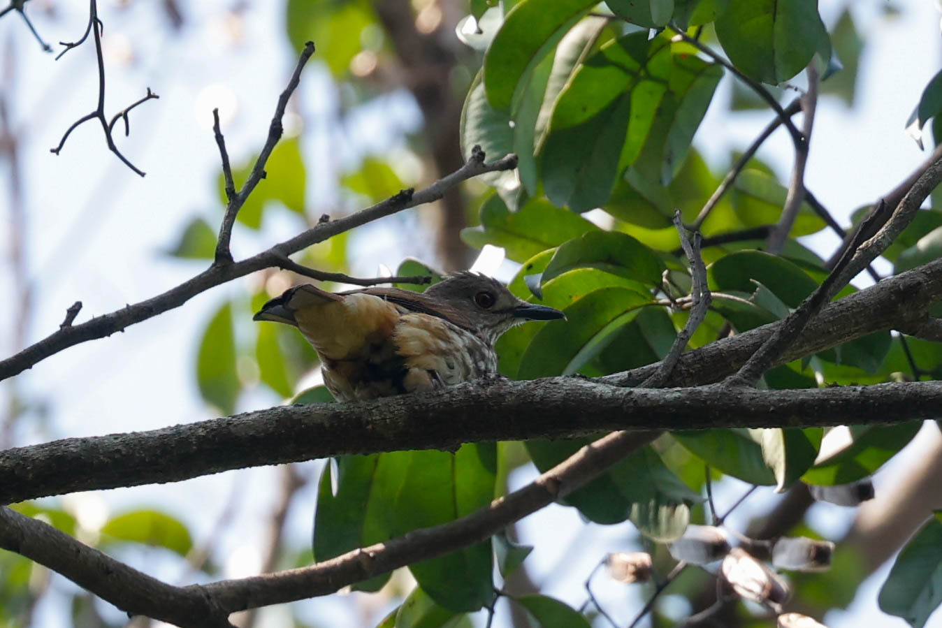 African Shrike-flycatcher (Megabyas flammulatus), photo 6