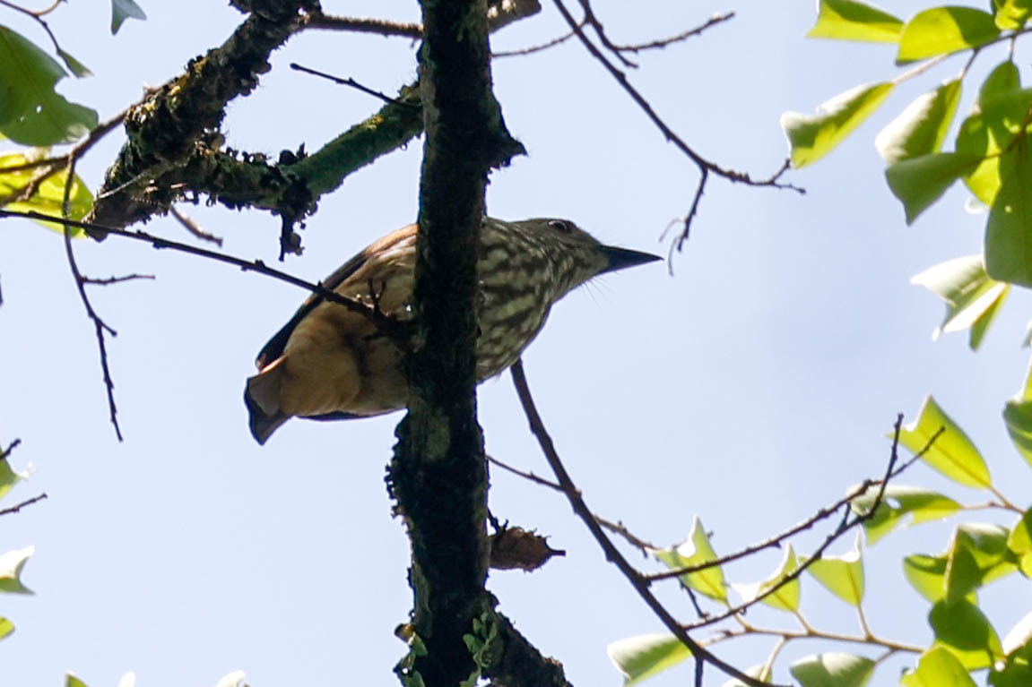African Shrike-flycatcher (Megabyas flammulatus), photo 5