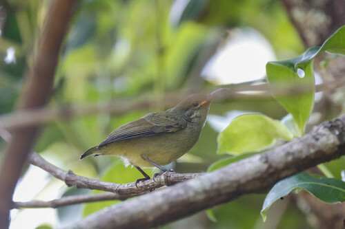 Bates's Sunbird (Cinnyris batesi), photo 3