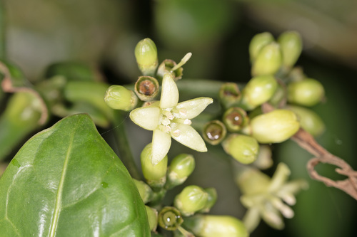 Psychotria zeylanica observed 2025-03-15