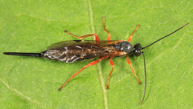 Scambus pterophori