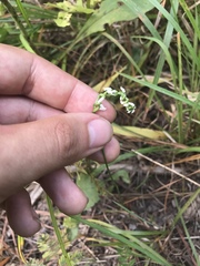 Spiranthes tuberosa
