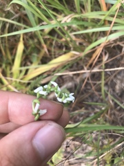 Spiranthes tuberosa