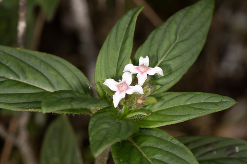 Knoxia platycarpa observed 2025-03-15