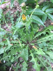 Taraxacum officinale