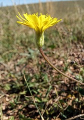 Leontodon biscutellifolius