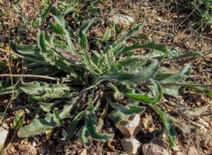 Leontodon biscutellifolius