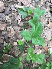 Potentilla indica