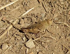 Calliptamus barbarus