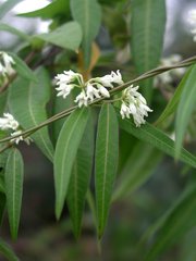 Metastelma stenomeres