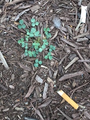 Trifolium repens