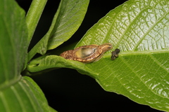 Ariophantidae