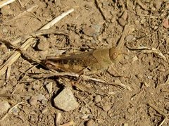 Calliptamus barbarus