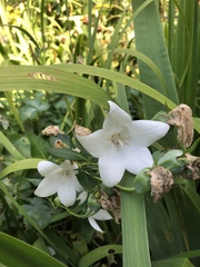 Campanula persicifolia
