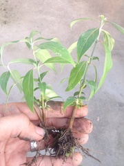 Cornus capitata