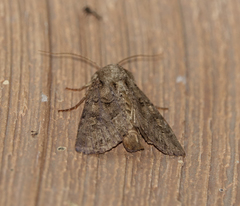 Oligia chlorostigma