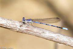 Argia hinei