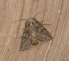 Oligia chlorostigma