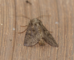 Oligia chlorostigma