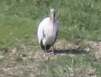 Wood Stork