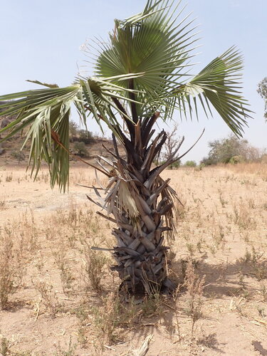 borassus palm