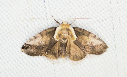 Eyed Baileya Moth photo 4