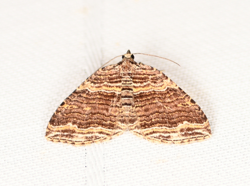 Many-lined Carpet Moth photo 2