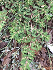 Euphorbia maculata