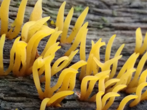 Mažasis Tampriagrybis nuotrauka