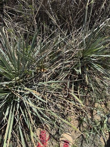 Yucca necopina