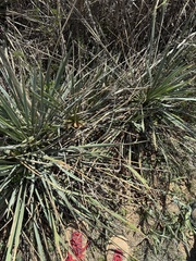 Yucca necopina