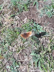 Erebia euryale