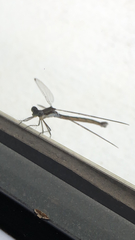 Lestes congener