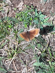 Erebia euryale